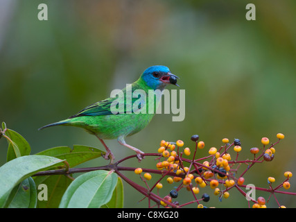 Blu Dacnis Dacnis femmina cyana La Selva Costa Rica Foto Stock