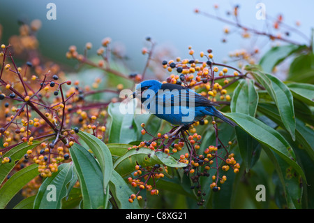 Blu Dacnis Dacnis maschio cayana La Selva Costa Rica Foto Stock