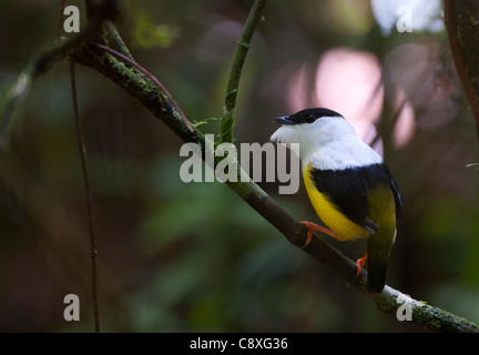 Bianco-collare Manacus Manakin candei visualizzazione a lek La Selva Costa Rica Foto Stock