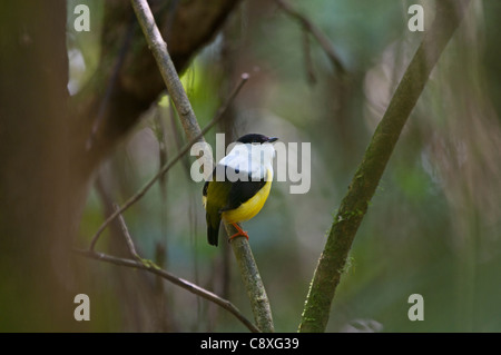 Bianco-collare Manacus Manakin candei visualizzazione a lek La Selva Costa Rica Foto Stock