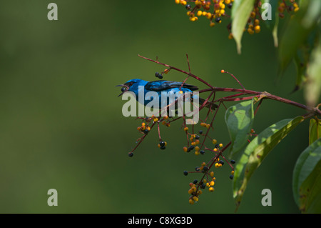 Blu Dacnis Dacnis maschio cayana La Selva Costa Rica Foto Stock