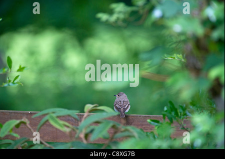 Spotted Flycatcher Muscicapa striata in giardino estivo di Norfolk Foto Stock