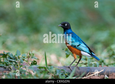 Superba Starling Lamprotornis superbus DSamburu Kenya Africa orientale Foto Stock