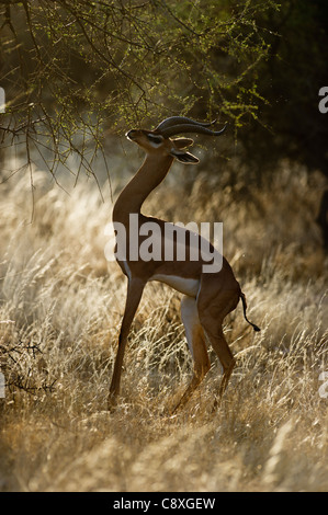 Gerenuk Litocranius walleri maschio Samburu Kenya Foto Stock