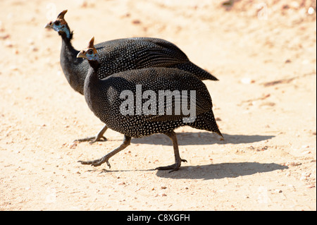 Helmeted Faraone Numida meleagris Samburu Kenya Foto Stock