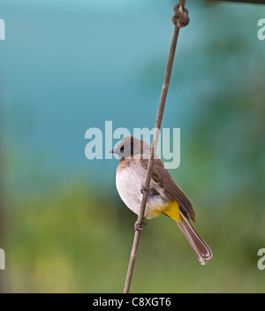 Bulbul comune Pycnonotus barbatus Masai Mara Kenya Foto Stock