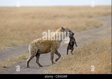 Spotted Hyena Crocuta crocuta con giovani pup Masai Mara Kenya Foto Stock