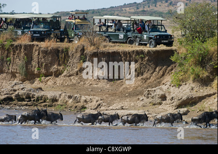 I turisti a guardare Gnu Attraversamento fiume Mara durante la Grande Migrazione Kenya Agosto Foto Stock