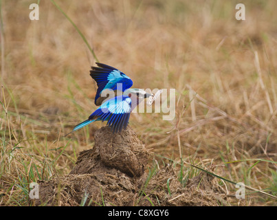 Lilla-rullo contraffacciate Coracias caudata Masai Mara Kenya Foto Stock