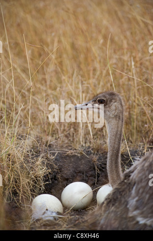Comune di struzzo Struthio camelus donna al nido su Masai Mara Kenya Foto Stock