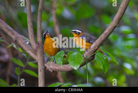 Bianco-browed Robin Chat Cossypha heuglini Masai Mara Kenya Africa orientale Foto Stock