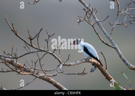 Nero-tailed Tityra Tityra cayana;Perù;america del sud Foto Stock