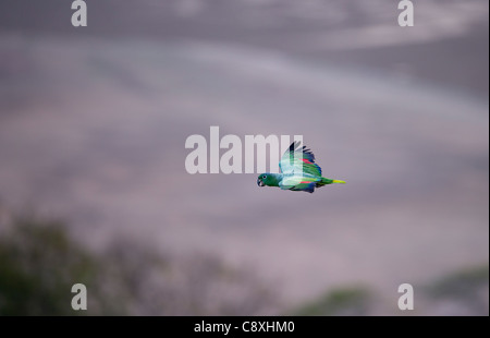 Farinoso Parrot Amazona farinosa volo sopra il baldacchino della foresta pluviale amazzonica Tambopata Peru Foto Stock