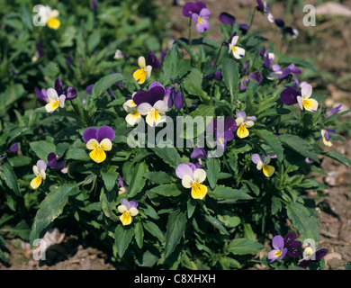 Heartsease johnny jumpup o wild pansy (Viola tricolore) Piante fiorite Foto Stock