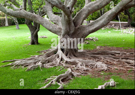 Le radici e il tronco di un giovane Banyan Tree (Strangler Fig), crescendo nei giardini delle Grotte di Cristallo, Bermuda Foto Stock