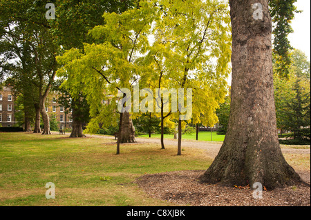 Vista di Grays Inn Gardens, London, Regno Unito Foto Stock