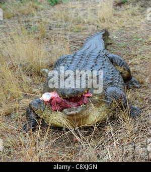 Coccodrillo del Nilo (Crocodylus niloticus) vivono in Safari Imire Ranch. Lo Zimbabwe. Foto Stock