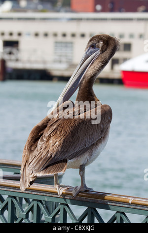 Pelican presso il Molo della Baia di San Francisco in California Foto Stock