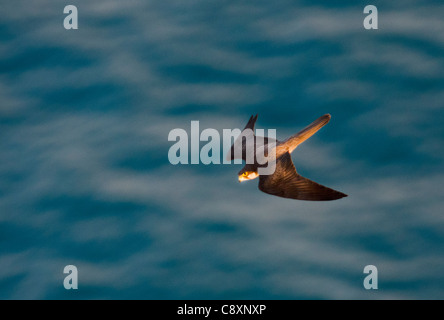 Falco di Eleonora Falco eleonarae morph pallido Cipro autunno Foto Stock