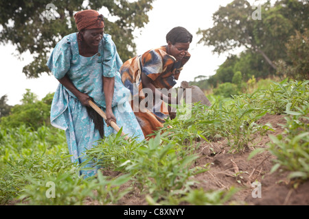 Le donne di piccoli agricoltori farm nel loro dolce i campi di patate nel quartiere Kibuku, Uganda. Foto Stock