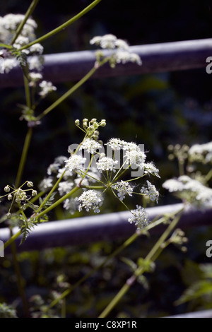 Mucca Prezzemolo crescono sulle rive del fiume Goyt estate New Mills Derbyshire Inghilterra Foto Stock