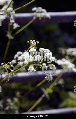 Mucca Prezzemolo crescono sulle rive del fiume Goyt estate New Mills Derbyshire Inghilterra Foto Stock