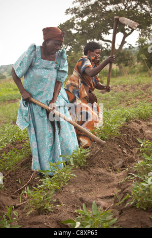 Le donne di piccoli agricoltori farm nel loro dolce i campi di patate nel quartiere Kibuku, Uganda. Foto Stock