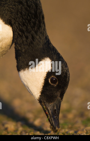 Close-up della testa di un Canada Goose (Branta canadensis) Foto Stock