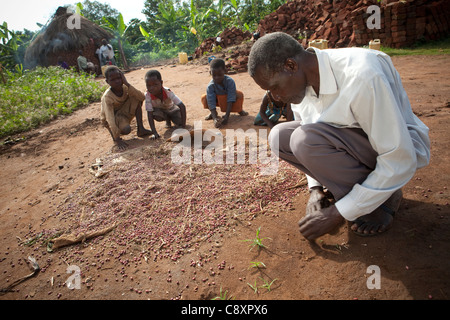 Una famiglia di raccogliere il loro piccolo fagiolo raccolto al di fuori della loro casa in villaggio Nsinze, Namutumba distretto, Uganda. Foto Stock