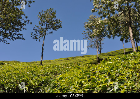 Le piantagioni di tè e di alberi di ombra a Munnar contro un bel cielo azzurro Foto Stock