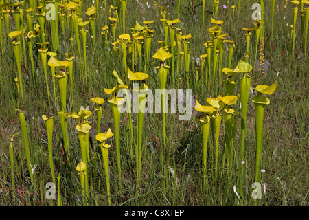 Pianta carnivora giallo o tromba brocca piante Sarracenia flava var rugelii Florida USA Foto Stock