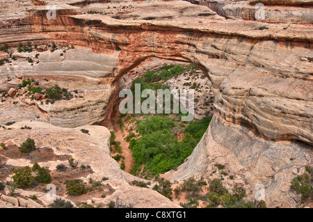 Sipapu Bridge a ponti naturali Nat. Monumento, Utah, Stati Uniti d'America Foto Stock