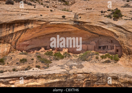 Butler Wash rovine di Anasazi pueblo a canyon alcove, Cedar Mesa, Shash JAA unità, Bears Ears National Monument, Utah, Stati Uniti Foto Stock