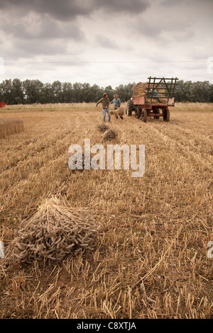 Antichi Metodi di coltivazione essendo dimostrata. Foto Stock