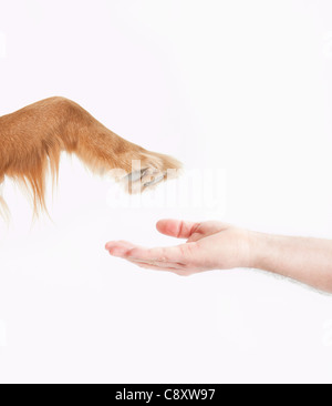 Close-up di cane zampa e mano d'uomo, studio shot Foto Stock