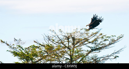 Aquila calva, Sitka, Alaska Foto Stock