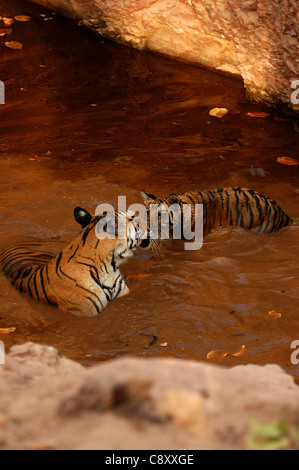 Una tigre e cub in una piscina di acqua Foto Stock