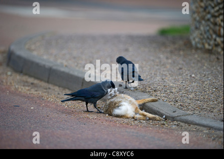 Taccola Corvus monedula spiumatura pellicce provenienti da incidenti stradali lepre alla linea nest molla di Norfolk Foto Stock