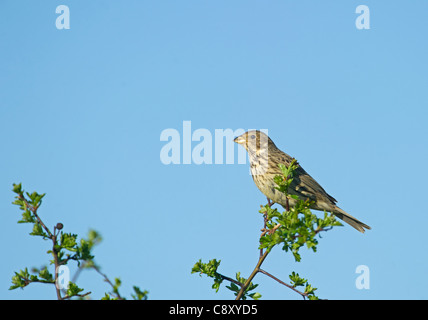 Corn Bunting Miliaria calandra Norfolk Aprile Foto Stock