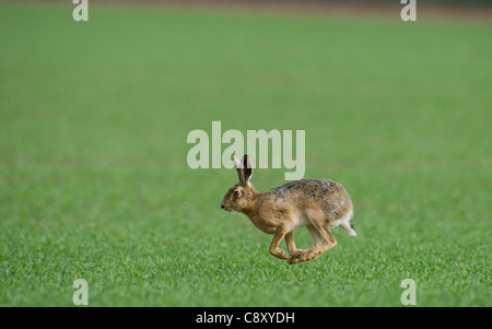 Brown lepre Lepus europaeus sul grano di inverno campo NORFOLK REGNO UNITO tardo inverno Foto Stock