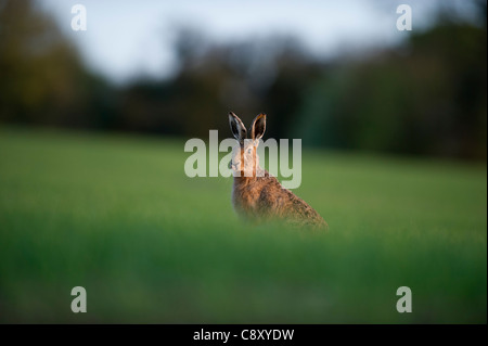 Brown lepre Lepus europaeus sul grano di inverno campo NORFOLK REGNO UNITO tardo inverno Foto Stock