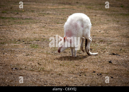 Guidando attraverso il West Midlands Safari Park, una fotografia di tutti gli animali seduta, mangiare, caccia e giocare intorno. Foto Stock