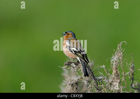 Fringuello Fringilla coelebs maschio nella Canzone di primavera di Norfolk Foto Stock