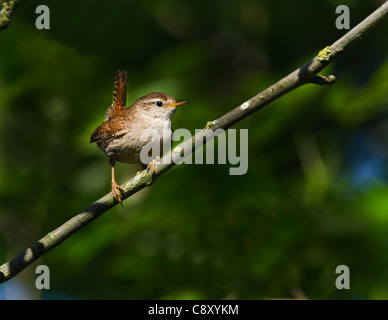 Scricciolo Troglodytes troglodytes Norfolk molla Foto Stock