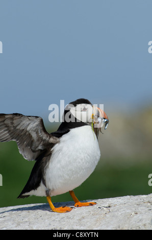 Puffin Fratercula arctica con becco pieno di cicerelli farne interno isole farne Northumberland Luglio Foto Stock