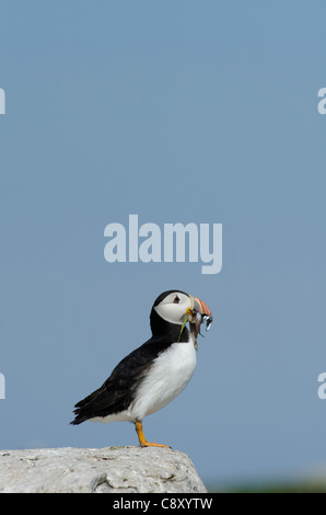 Puffin Fratercula arctica con becco pieno di cicerelli farne interno isole farne Northumberland Luglio Foto Stock