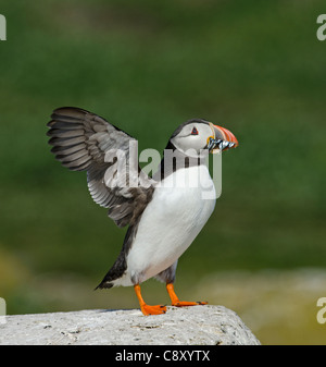 Puffin Fratercula arctica con becco pieno di cicerelli farne interno isole farne Northumberland Luglio Foto Stock