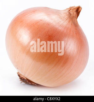 Onion su sfondo bianco Foto Stock