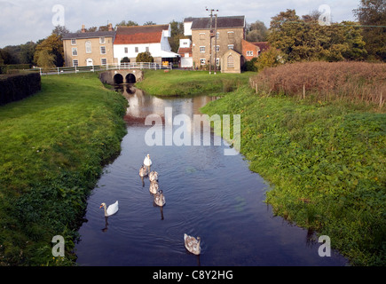 Cigni sul fiume Deben e Rackhams mulino ad acqua, Wickham Mercato, Suffolk, Inghilterra Foto Stock