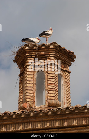 Una coppia di cicogne bianche, Ciconia ciconia, con un pulcino, nesting su una torre in Spagna. Foto Stock